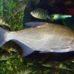 Common bream