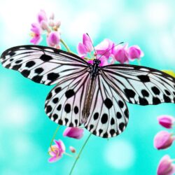 874 Butterfly Wallpapers
