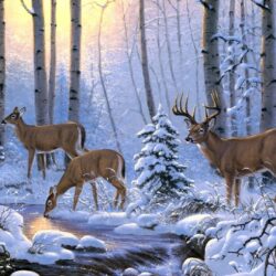 Deer Wallpapers