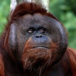 Bornean Orangutan HD Wallpapers
