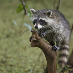 Raccoon Wallpapers and Backgrounds Image