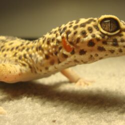 Leopard Gecko 4k Ultra Hd Wallpapers