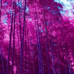 Wallpapers Arashiyama Bamboo Grove, Forest, Infrared, Pink, HD