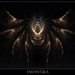 Tarantula Wallpapers