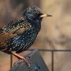 starling backgrounds hd