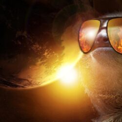 Animals For > Sloth Sunglasses Wallpapers