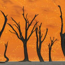 Wallpapers namibia, 5k, 4k wallpaper, 8k, camel thorn tree, desert