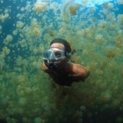 swimming through jellyfish in palau, micronesia