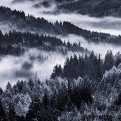 Early Morning Mist, Forest ❤ 4K HD Desktop Wallpapers for 4K Ultra