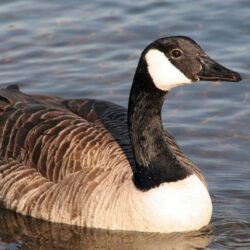 goose pictures A3