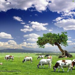 Cow Wallpapers Wallpapers 1024×768 Cow Picture Wallpapers