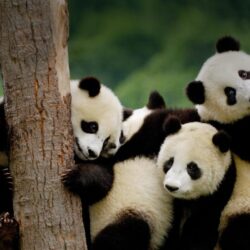 Giant Panda wallpapers