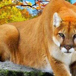 Puma Animal Wallpapers HD : Find best latest Puma Animal