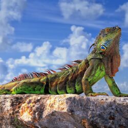 common iguana green iguana lizard stones sky HD wallpapers