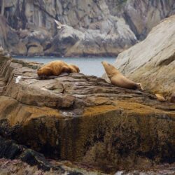 Animal Pictures: View Image of Kenai Fjords National Park