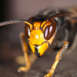Download wallpaper: Asian hornet
