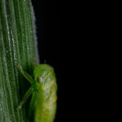 Free stock photo of insect, leafhopper, macro