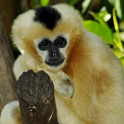 Gibbon Wallpapers and backgrounds