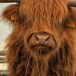Download Cattle, Highland, Farm, Fauna, Grass For Iphone