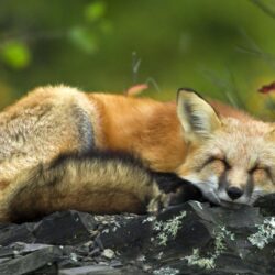 Sleeping Red Fox Wallpapers