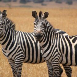 Two Cute Zebras Animal Wallpapers Hd : Wallpapers13
