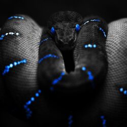 306 Snake HD Wallpapers