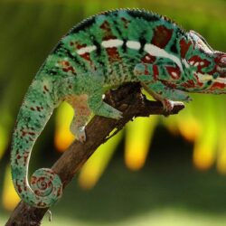 Best Chameleon Wallpapers Image