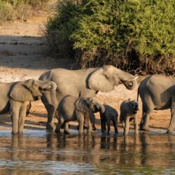 Family of Elephants in Botswana