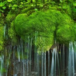 Waterfall and moss, Shenandoah National Park, Virginia