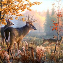 Deer Hunting Wallpapers Hd High Quality Desktop Of Computer