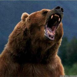 Wallpapers For > Grizzly Bear Roar Wallpapers