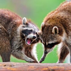 Download wallpapers raccoons, raccoon, couple, fight full