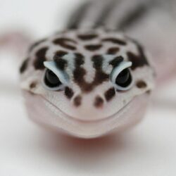 Leopard Gecko Mobile Wallpapers