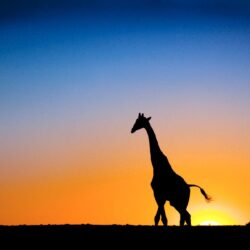 Sunset & Giraffe Botswana Wallpapers