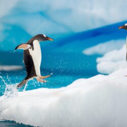 Penguin Couple Snow Ice Arctic Jump Antarctica Fun Wallpapers