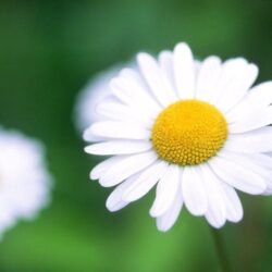 Daisy desktop PC and Mac wallpapers