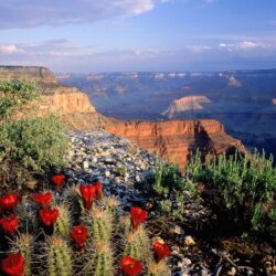 Claret Cup Cactus, Grand Canyon National Park, A