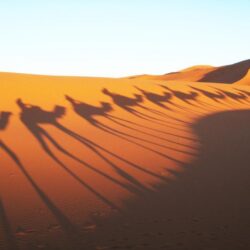 Camels Shadow in Sahara Desert Wallpapers