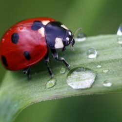 Cute Ladybird. Android wallpapers for free
