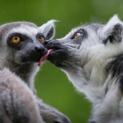 Cute Lemurs Kissing Wallpapers