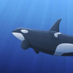Wallpapers Collections: orca