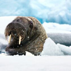 Free download Walrus wallpapers 1359758 [] for your