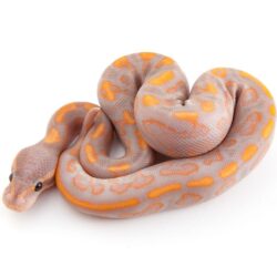 Banana Black Pastel Yellowbelly Ball Python by Outback