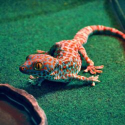 Gecko Wallpapers High Resolution