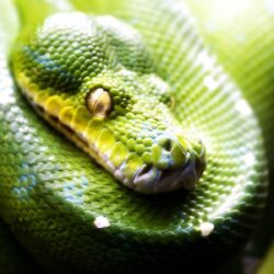 Green snake wallpapers