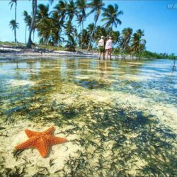 Starfish, Yucatan Peninsula, Mexico