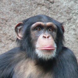 Animals image chimpanzee HD wallpapers and backgrounds photos