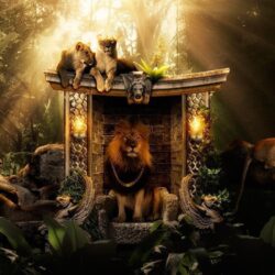 Lion Wallpapers 38 6953 HD Wallpapers