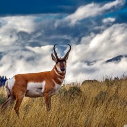 Pronghorn Antelope Ultra HD Desktop Backgrounds Wallpapers for
