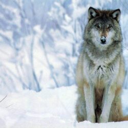Animals For > Cool Wolf Wallpapers Hd
